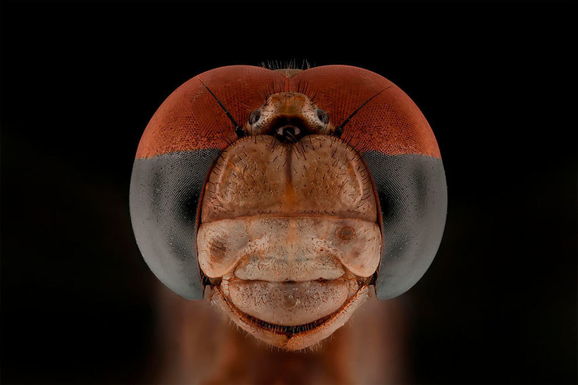 Лица: фантастические макромиры Мофида Абу Шалвы 