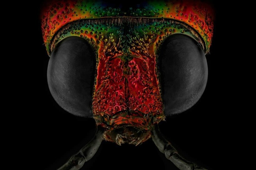 Лица: фантастические макромиры Мофида Абу Шалвы 