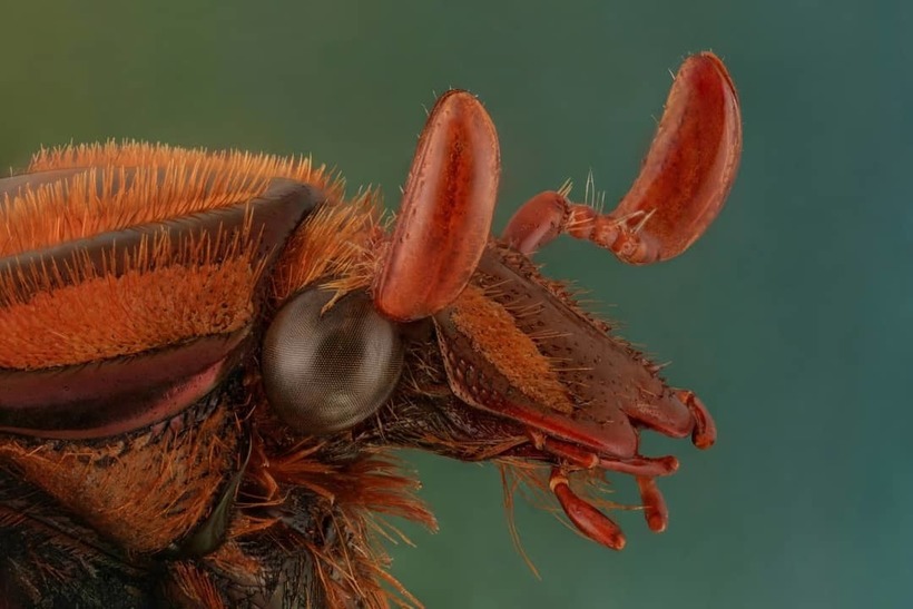 Лица: фантастические макромиры Мофида Абу Шалвы 