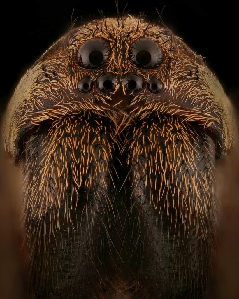 Лица: фантастические макромиры Мофида Абу Шалвы 