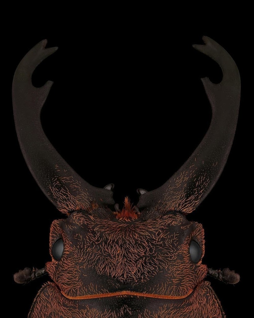 Лица: фантастические макромиры Мофида Абу Шалвы 