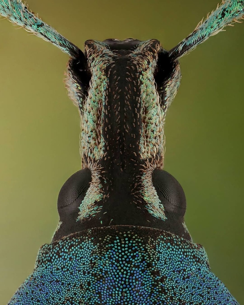 Лица: фантастические макромиры Мофида Абу Шалвы 