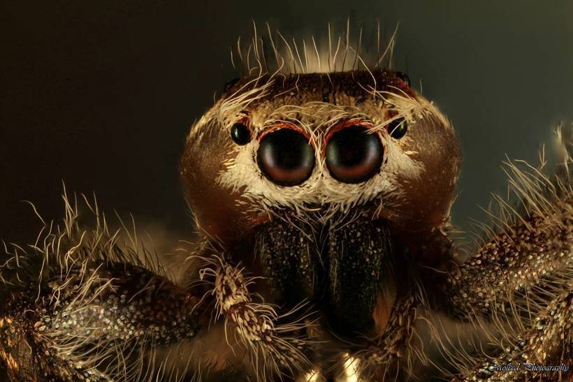 Лица: фантастические макромиры Мофида Абу Шалвы 