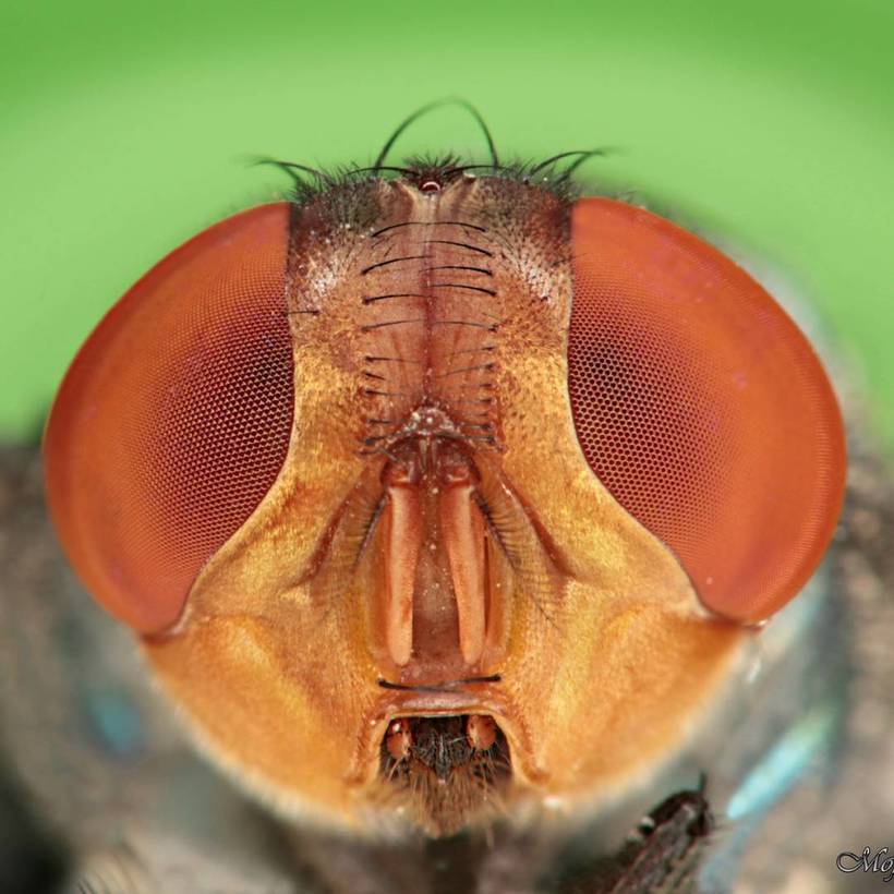 Лица: фантастические макромиры Мофида Абу Шалвы 