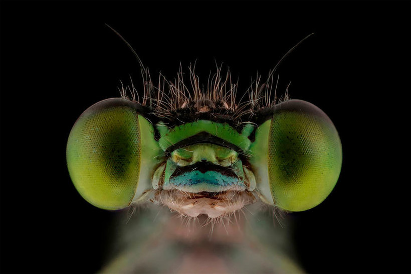 Лица: фантастические макромиры Мофида Абу Шалвы 