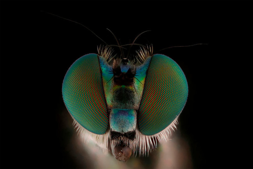 Лица: фантастические макромиры Мофида Абу Шалвы 