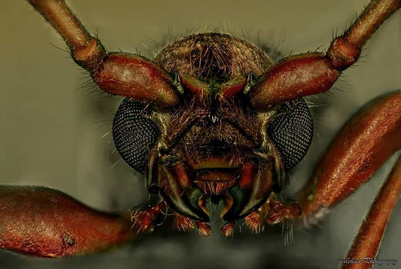 Лица: фантастические макромиры Мофида Абу Шалвы 