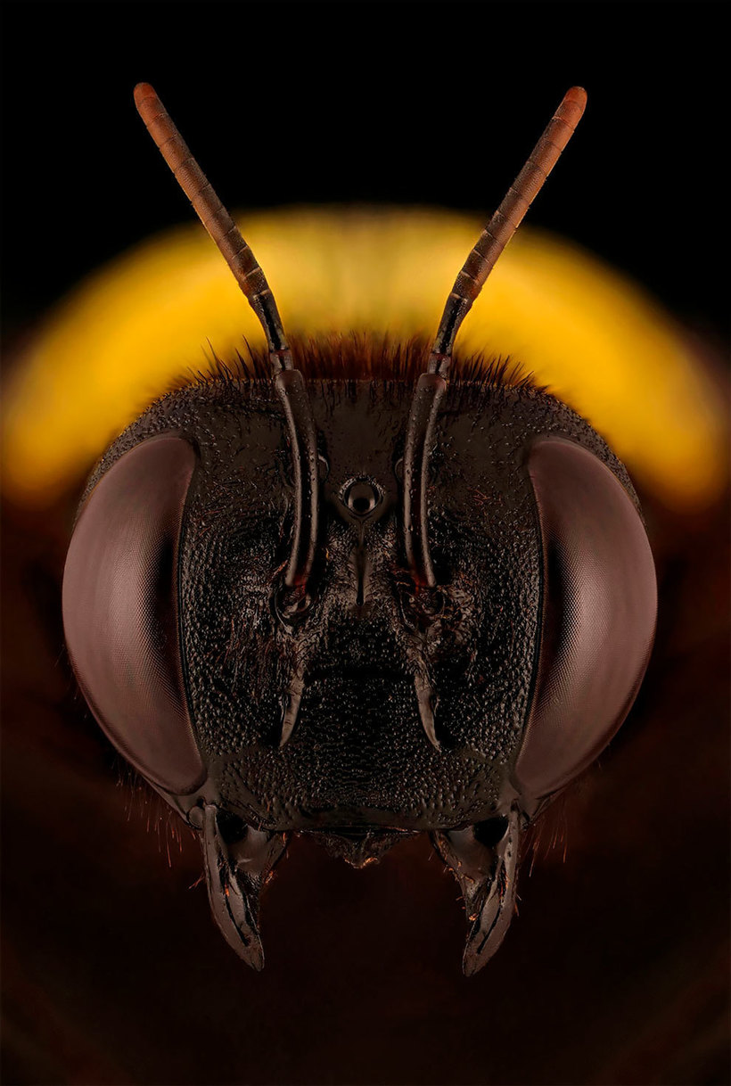 Лица: фантастические макромиры Мофида Абу Шалвы 