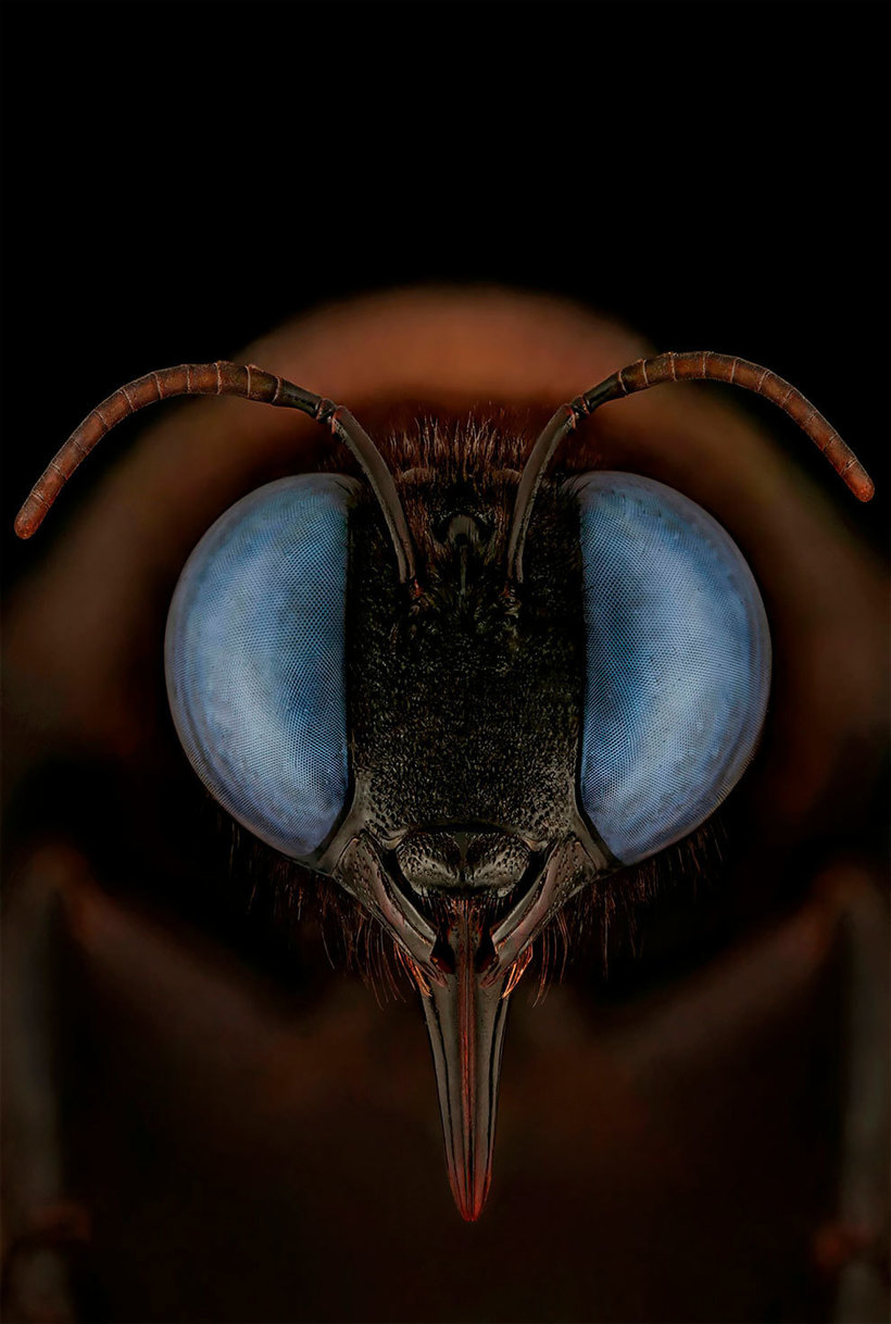 Лица: фантастические макромиры Мофида Абу Шалвы 