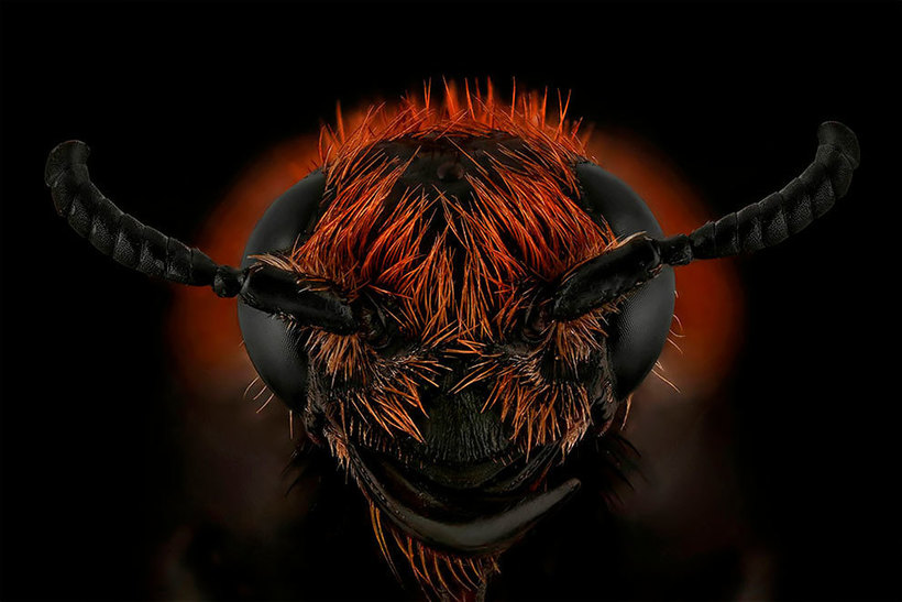 Лица: фантастические макромиры Мофида Абу Шалвы 