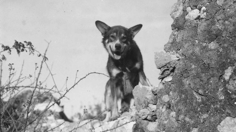 Самые героические животные: за какие подвиги они получили свои награды