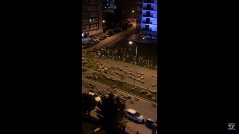 Блог - Видео: Десятки овец заполонили опустевшие турецкие улицы Видео: Десятки овец заполонили опустевшие турецкие улицы