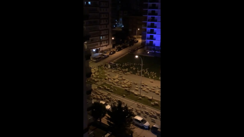 Блог - Видео: Десятки овец заполонили опустевшие турецкие улицы Видео: Десятки овец заполонили опустевшие турецкие улицы