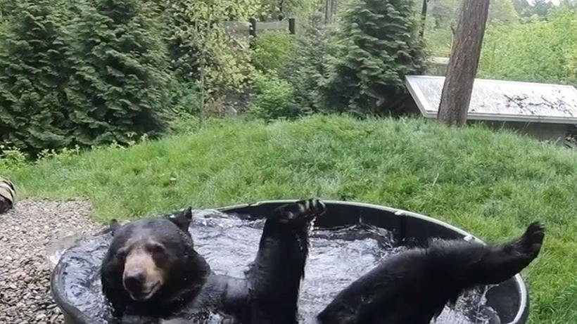 Блог - Видео: 10-летний медведь развлекается в ванне по полной программе Видео: 10-летний медведь развлекается в ванне по полной программе