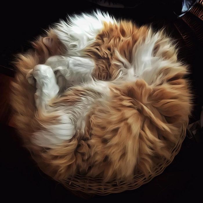 Блог - Итальянка фотографирует своих котов так, что многим захочется оказаться на их месте Итальянка фотографирует своих котов так, что многим захочется оказаться на их месте