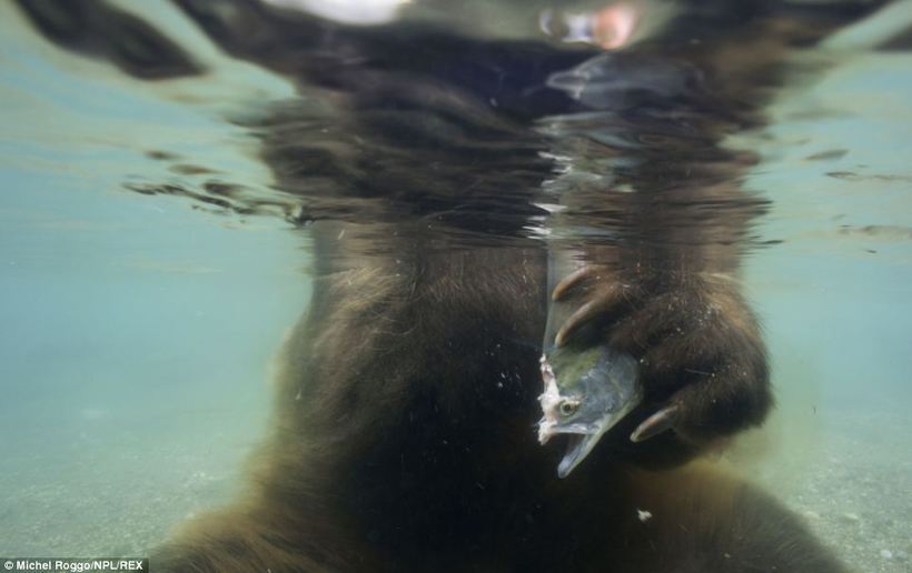 Как рыбачат медведи: волшебный фотопроект с реки Камчатки