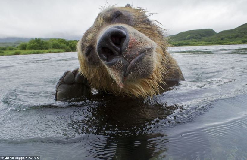 Как рыбачат медведи: волшебный фотопроект с реки Камчатки