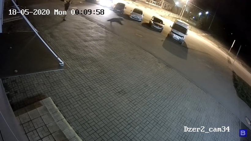 Блог - В Ярославле мужчина столкнулся с медведем прямо посреди города В Ярославле мужчина столкнулся с медведем прямо посреди города