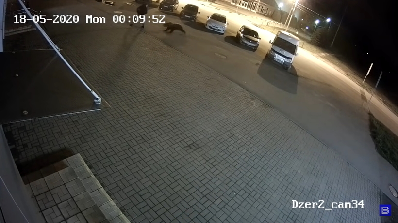 Блог - В Ярославле мужчина столкнулся с медведем прямо посреди города В Ярославле мужчина столкнулся с медведем прямо посреди города