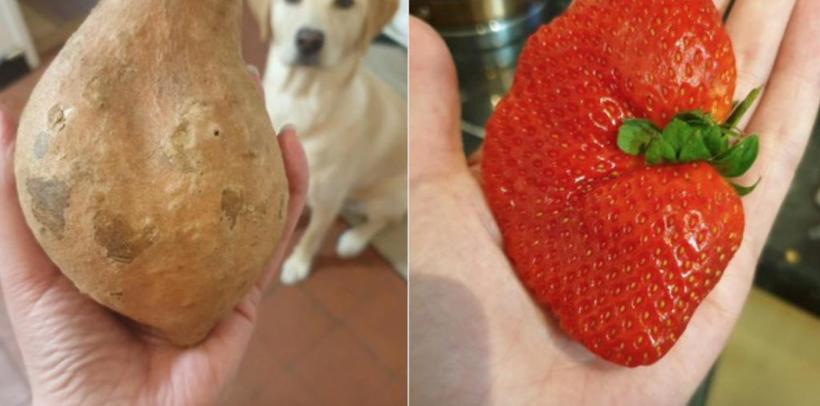 Блог - Люди делятся фото невероятных продуктов, которые они получали, заказав их на дом Люди делятся фото невероятных продуктов, которые они получали, заказав их на дом