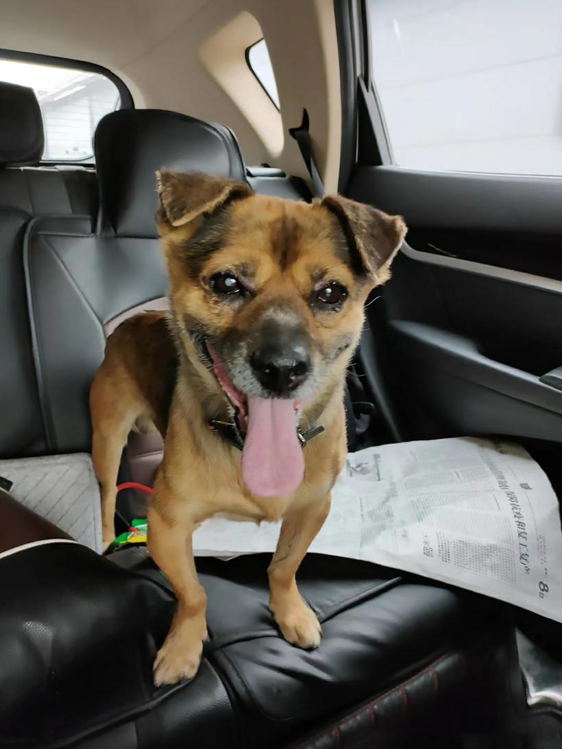 Пес три месяца просидел у больницы в Ухане в ожидании умершего хозяина