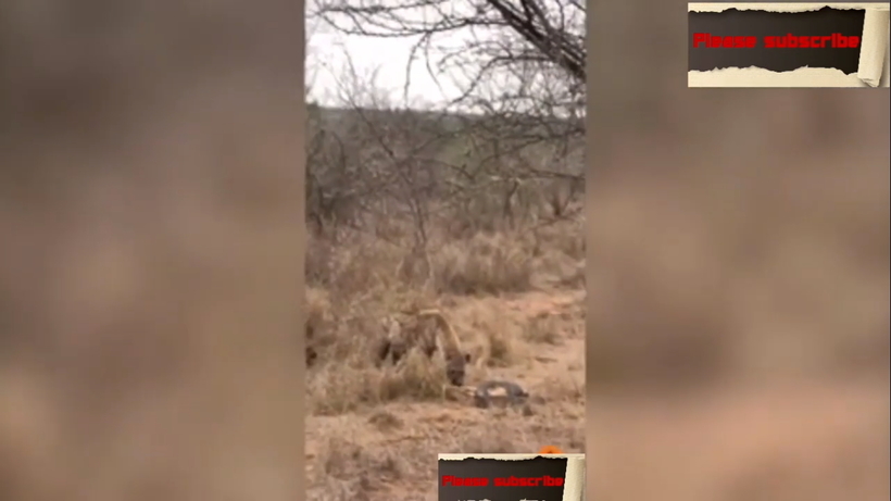 Блог - Видео: Гиена крадет добычу у питона Видео: Гиена крадет добычу у питона