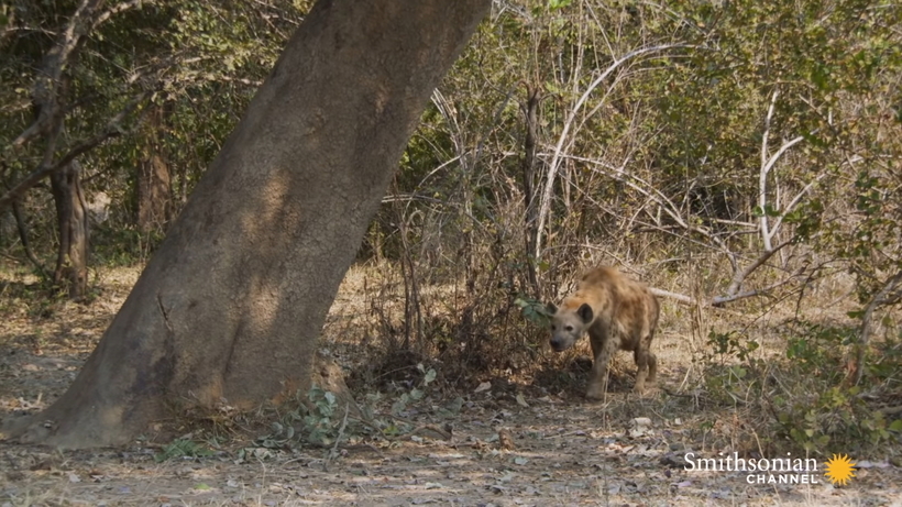 Видео: Леопард отбирает добычу у самки