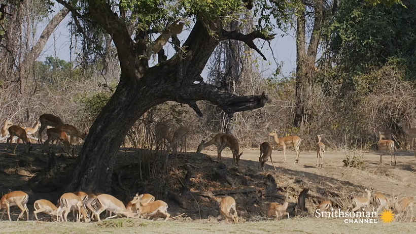 Видео: Леопард отбирает добычу у самки