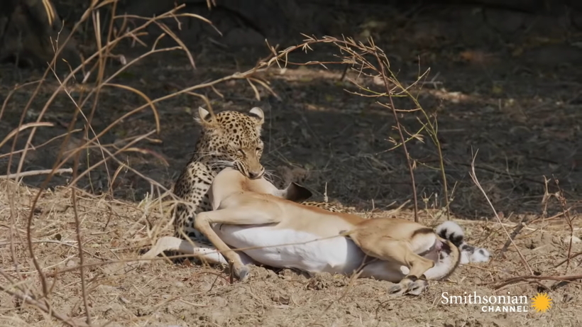 Видео: Леопард отбирает добычу у самки