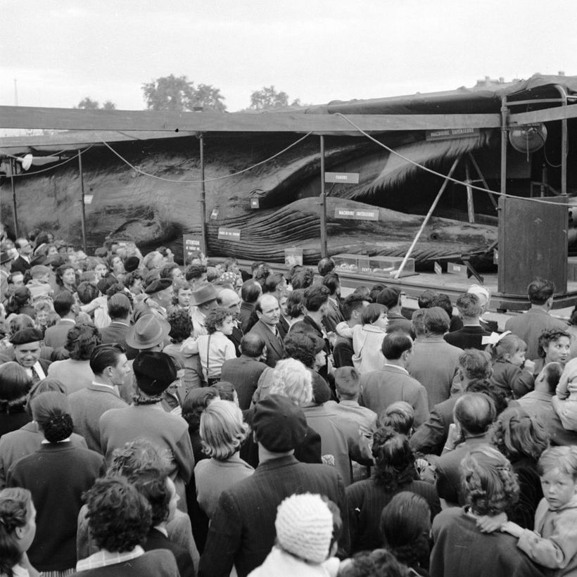 58-тонный кит Иона во время путешествия в Париже
