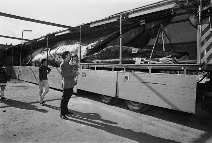 Самая странная выставка китов, путешествовавшая по Европе двадцать лет