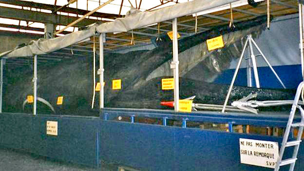 Самая странная выставка китов, путешествовавшая по Европе двадцать лет