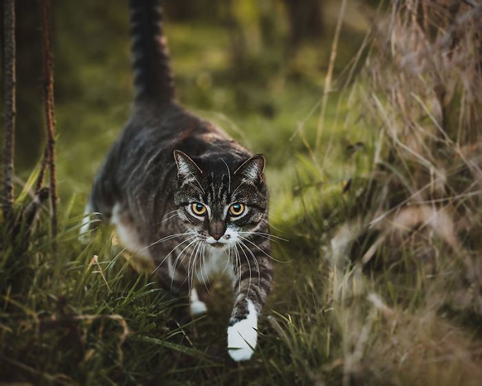 Блог - Женщина заказала профессиональную фотосъемку для своего кота и не пожалела об этом Женщина заказала профессиональную фотосъемку для своего кота и не пожалела об этом