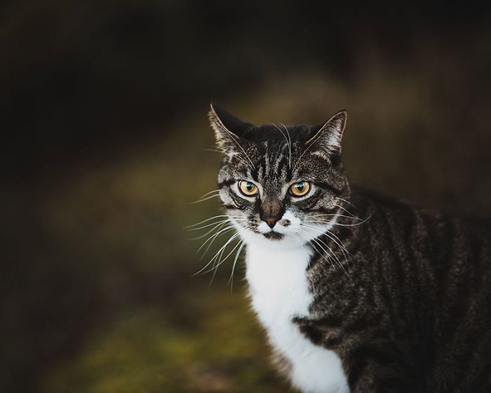 Блог - Женщина заказала профессиональную фотосъемку для своего кота и не пожалела об этом Женщина заказала профессиональную фотосъемку для своего кота и не пожалела об этом