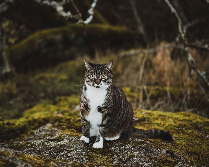 Блог - Женщина заказала профессиональную фотосъемку для своего кота и не пожалела об этом Женщина заказала профессиональную фотосъемку для своего кота и не пожалела об этом