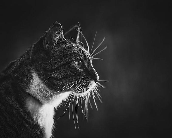 Блог - Женщина заказала профессиональную фотосъемку для своего кота и не пожалела об этом Женщина заказала профессиональную фотосъемку для своего кота и не пожалела об этом