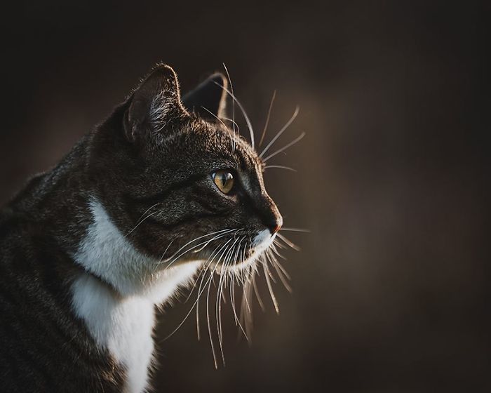 Блог - Женщина заказала профессиональную фотосъемку для своего кота и не пожалела об этом Женщина заказала профессиональную фотосъемку для своего кота и не пожалела об этом