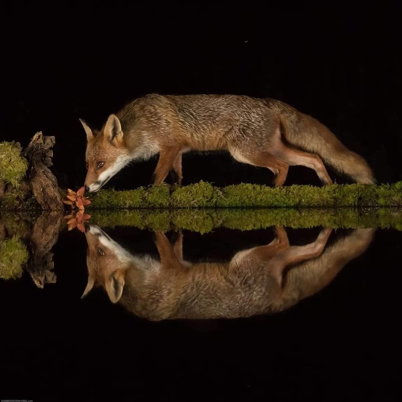 Блог - Шотландский фотограф сделал бассейн в лесу для уникальных снимков диких животных Шотландский фотограф сделал бассейн в лесу для уникальных снимков диких животных