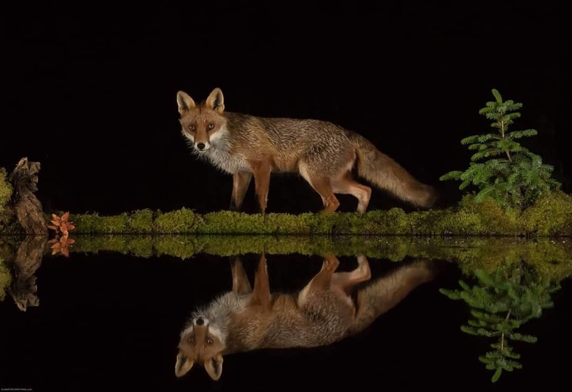 Блог - Шотландский фотограф сделал бассейн в лесу для уникальных снимков диких животных Шотландский фотограф сделал бассейн в лесу для уникальных снимков диких животных