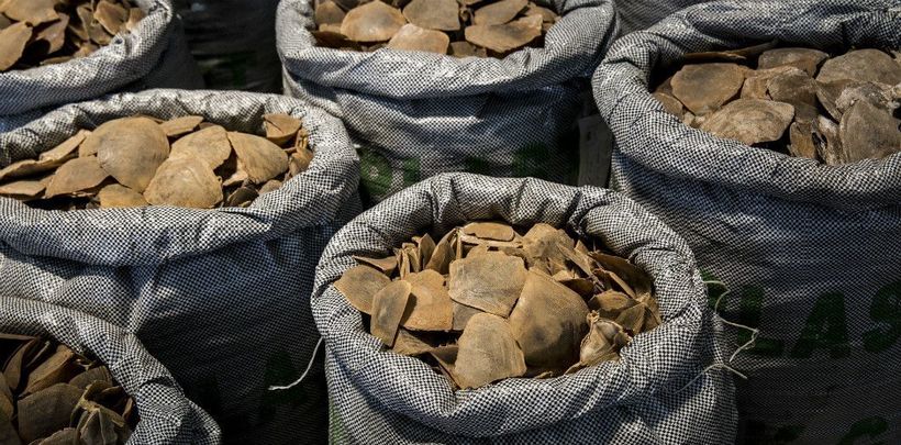 Чешуя панголинов, изъятая у браконьеров Чешуя панголинов, изъятая у браконьеров
