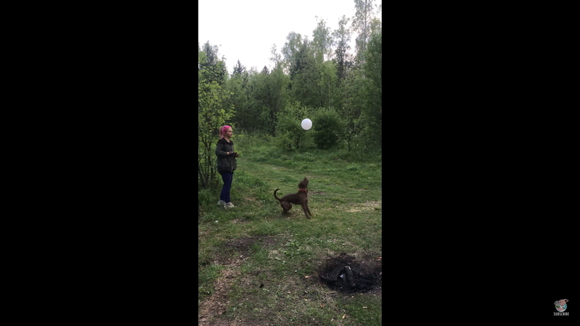 Блог - Видео: Разыгравшаяся собака чуть ли не минуту отбивала воздушный шарик Видео: Разыгравшаяся собака чуть ли не минуту отбивала воздушный шарик