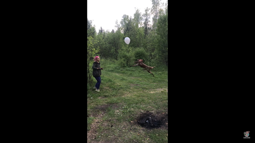 Блог - Видео: Разыгравшаяся собака чуть ли не минуту отбивала воздушный шарик Видео: Разыгравшаяся собака чуть ли не минуту отбивала воздушный шарик