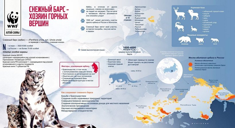 Блог - В России подсчитали снежных барсов: как это сделали и сколько их нашли В России подсчитали снежных барсов: как это сделали и сколько их нашли