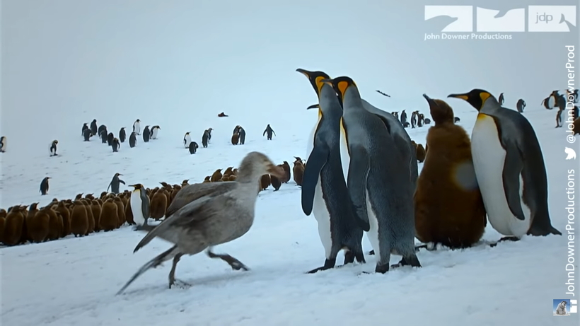 Видео: Станет ли птенец-робот новой жертвой гигантского буревестника