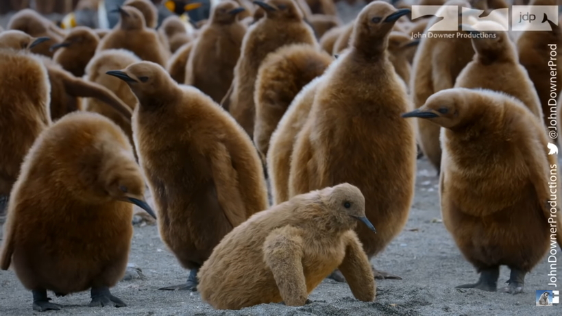 Видео: Станет ли птенец-робот новой жертвой гигантского буревестника