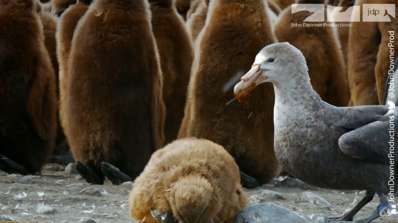 Видео: Станет ли птенец-робот новой жертвой гигантского буревестника