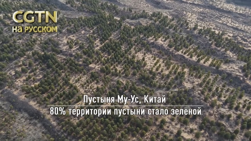 Блог - Видео: Пара которая победила пустыню, посадив там более 100 000 деревьев Видео: Пара которая победила пустыню, посадив там более 100 000 деревьев