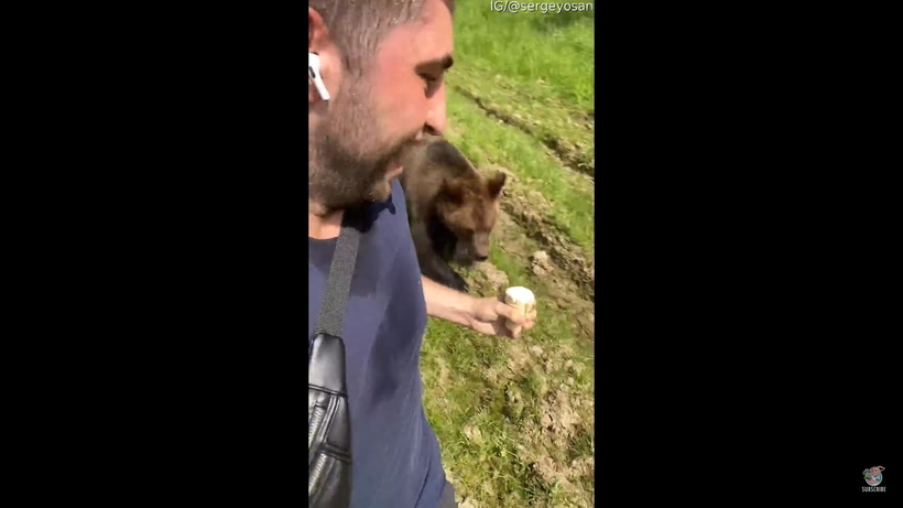 Блог - Видео: Медведь в шутку преследует человека с мороженым Видео: Медведь в шутку преследует человека с мороженым