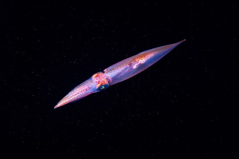 Блог - Морской биолог из России снимает удивительных малоизвестных морских существ Морской биолог из России снимает удивительных малоизвестных морских существ
