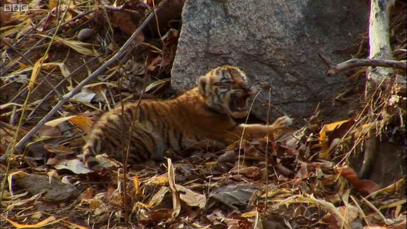 Трудности многодетного материнства — четверо малышей-тигрят норовят сбежать из дома